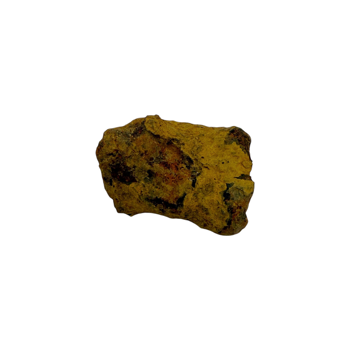 Coprolite (1-2")
