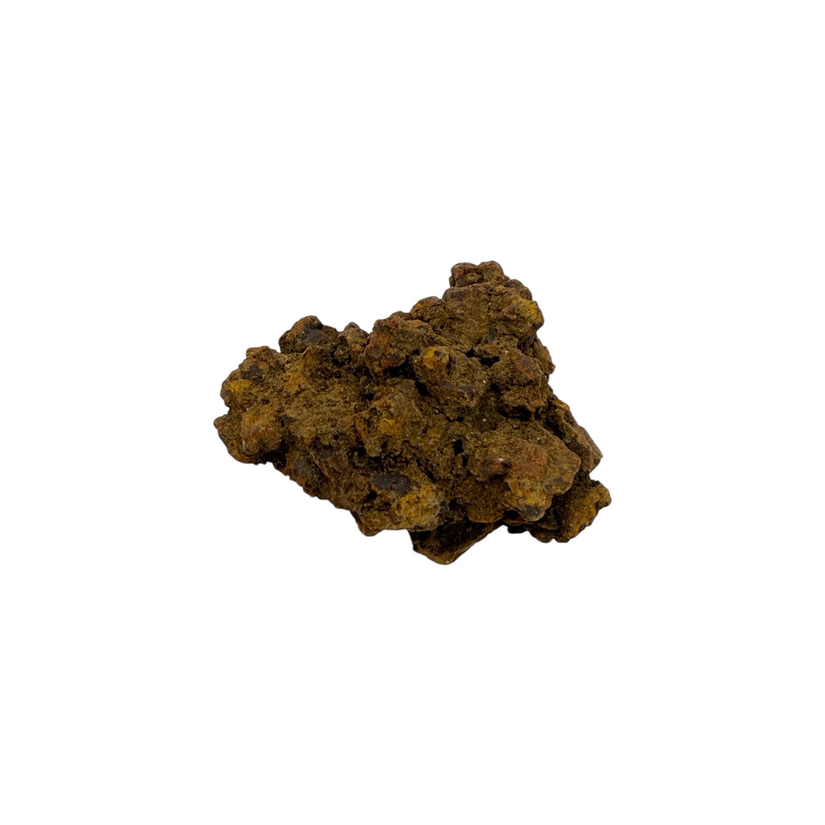 Coprolite (1-2")