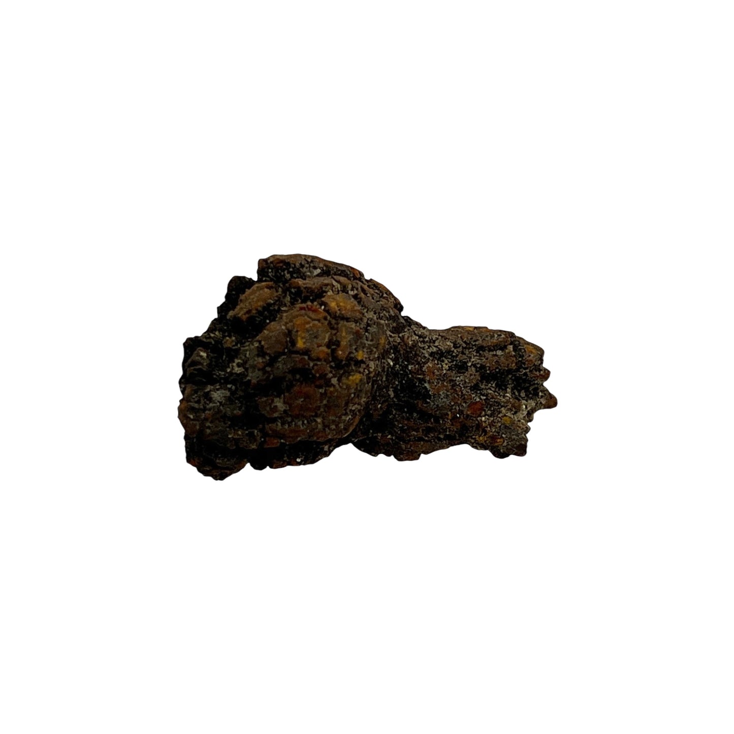 Coprolite (1-2")