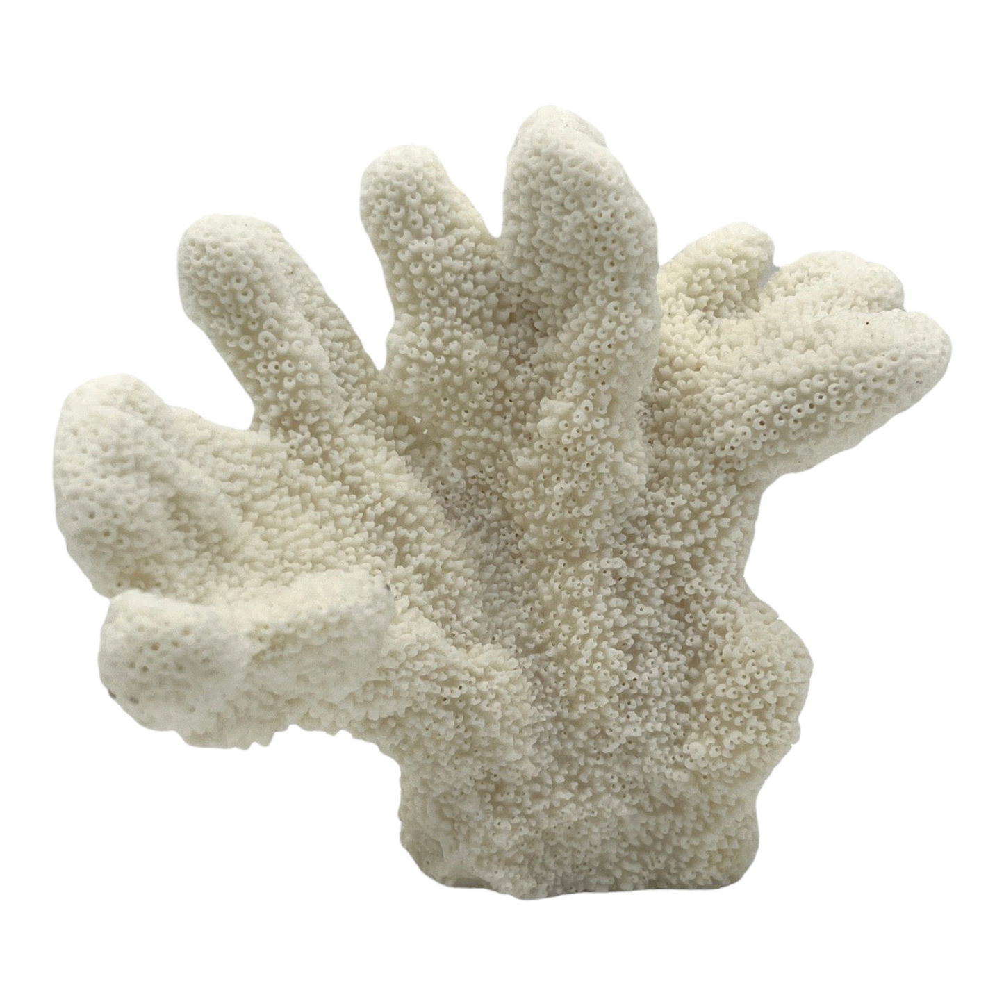 Cat's Paw Coral (6")