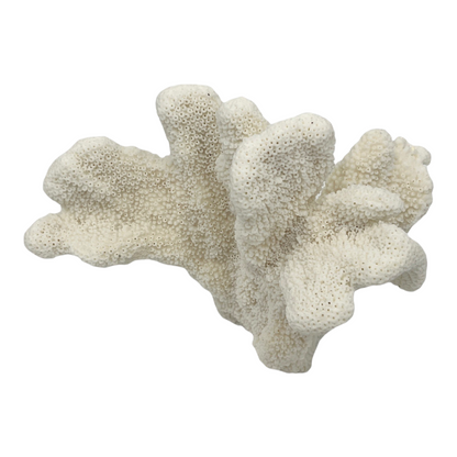 Cat's Paw Coral (6")