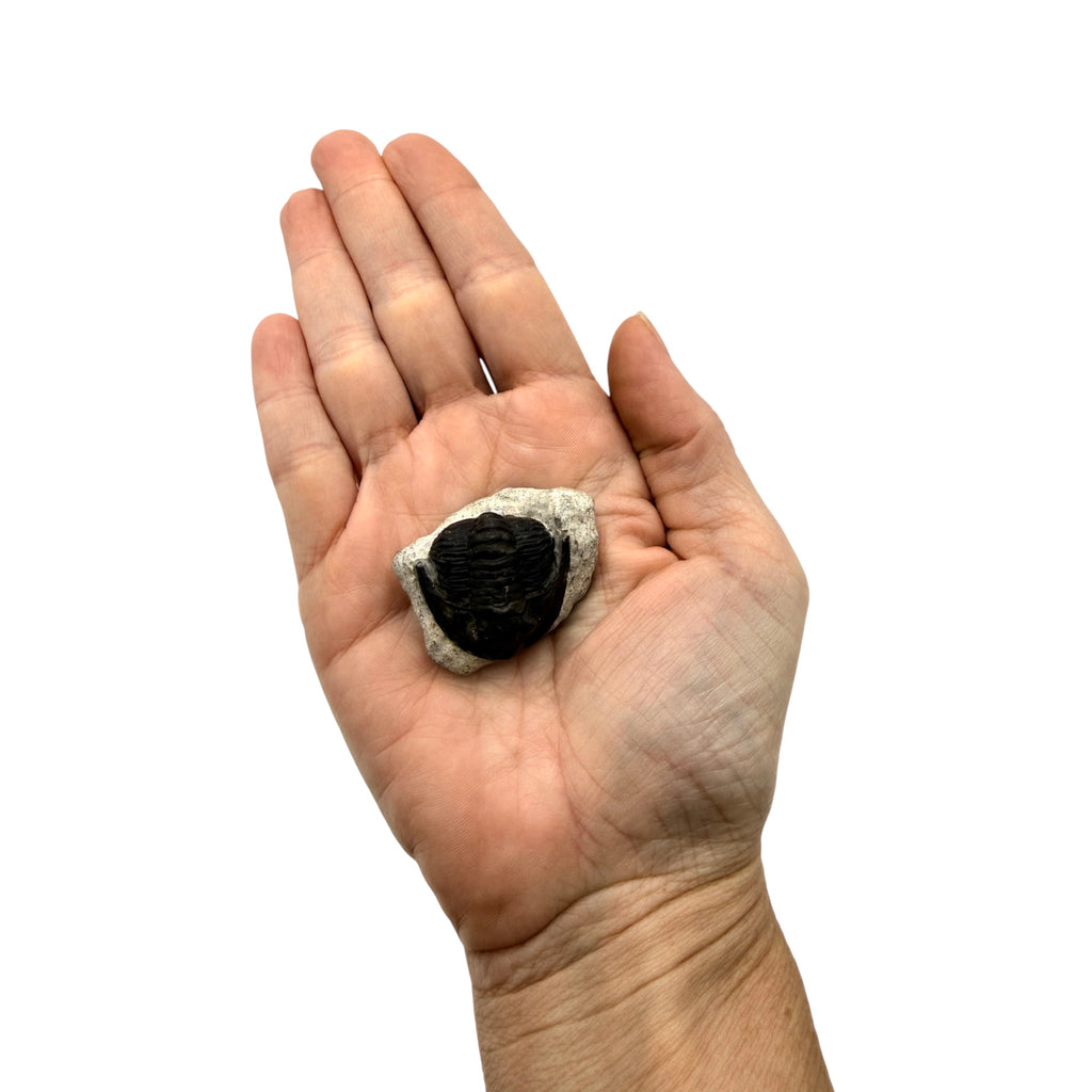 Cornuproetus cornutus Trilobite