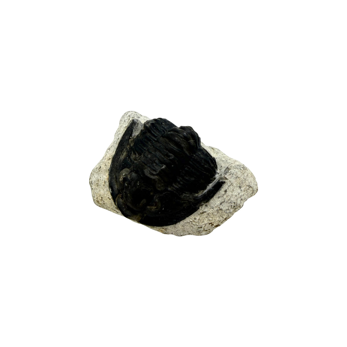 Cornuproetus cornutus Trilobite