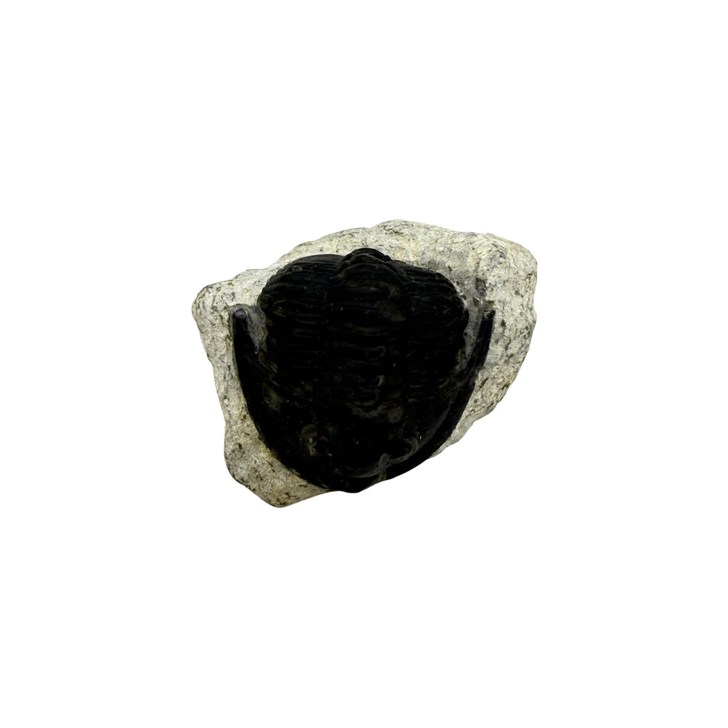 Cornuproetus cornutus Trilobite
