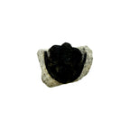 Cornuproetus cornutus Trilobite