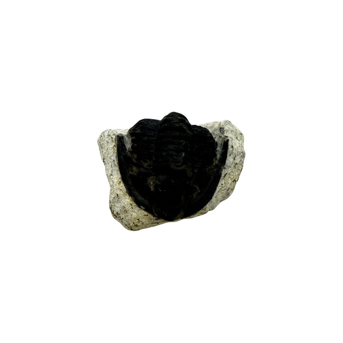 Cornuproetus cornutus Trilobite