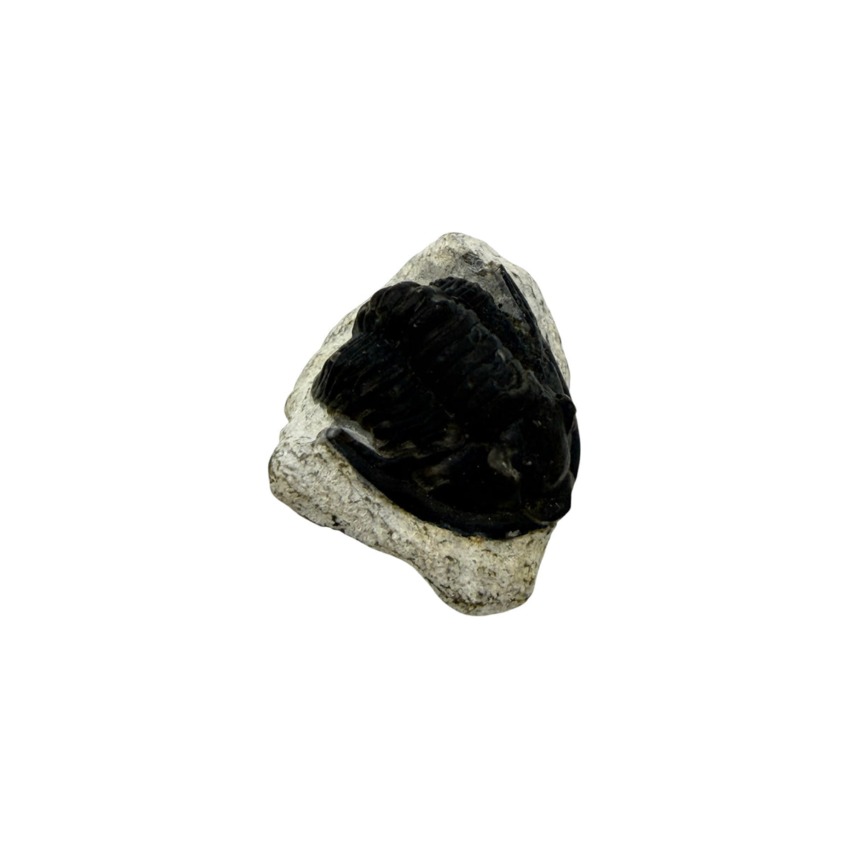 Cornuproetus cornutus Trilobite