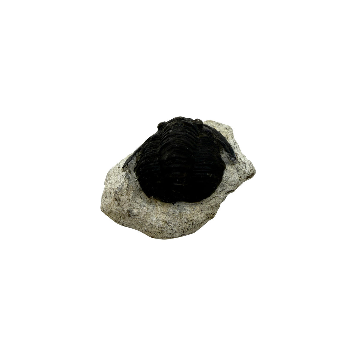 Cornuproetus cornutus Trilobite