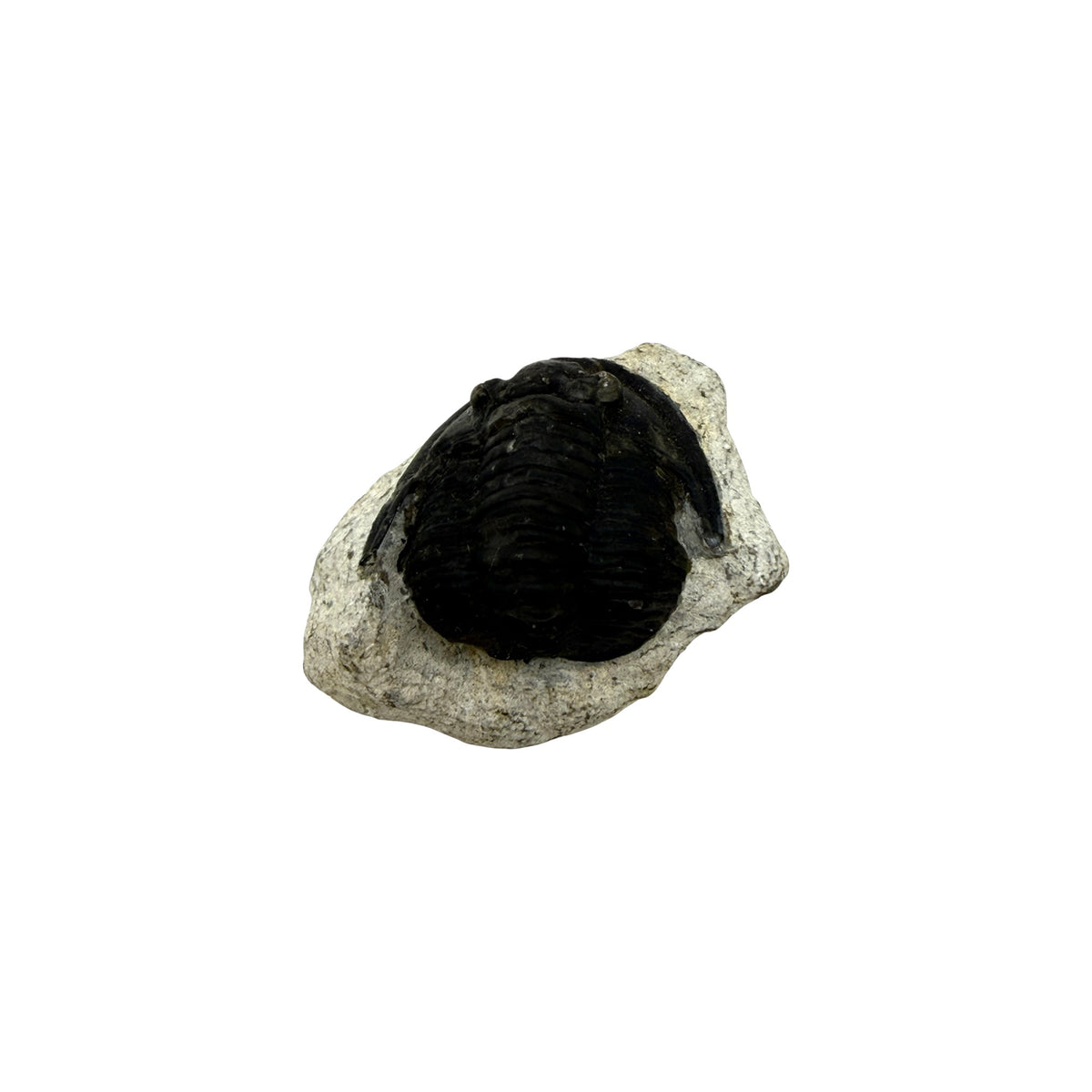 Cornuproetus cornutus Trilobite