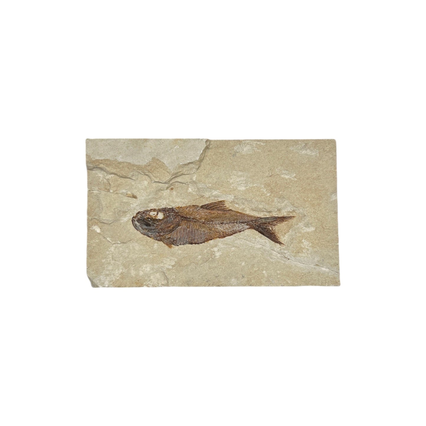 Fossil Fish Plate (Cretaceous Fossil from Lebanon)