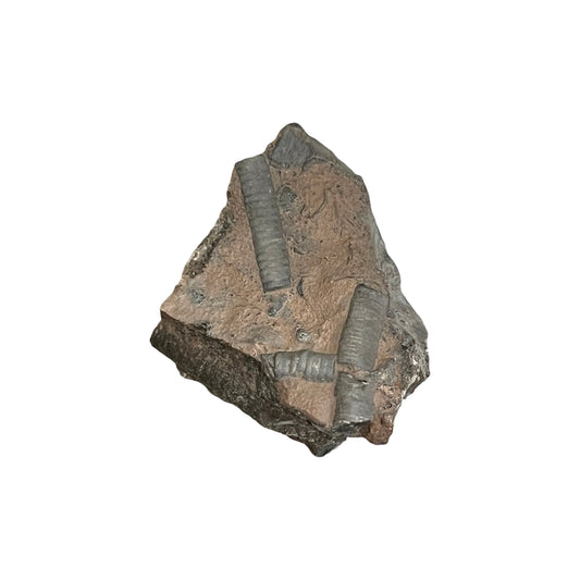 Fossil Crinoid (2")