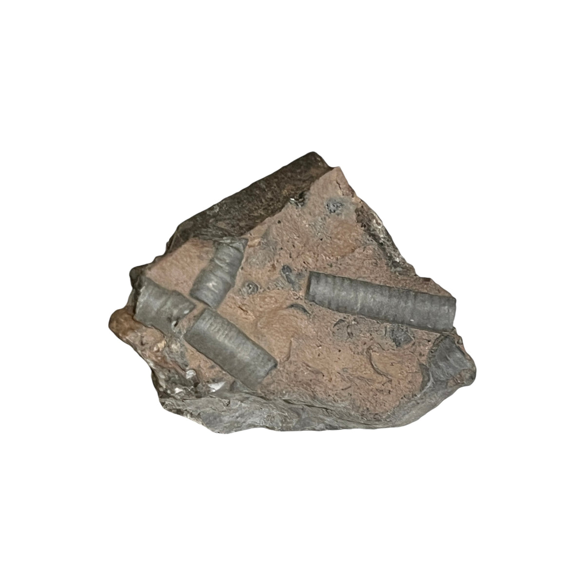Fossil Crinoid (2")