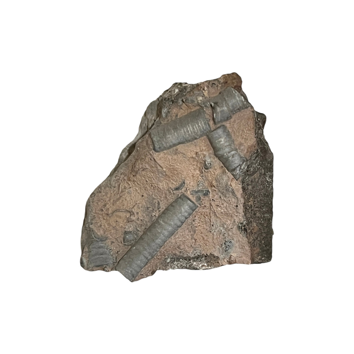Fossil Crinoid (2")