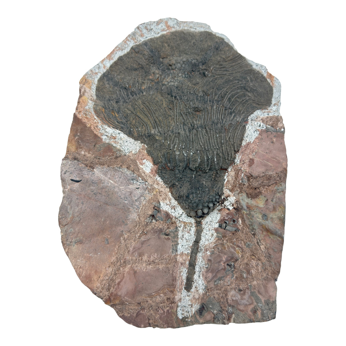 Fossil Crinoid with Calyx