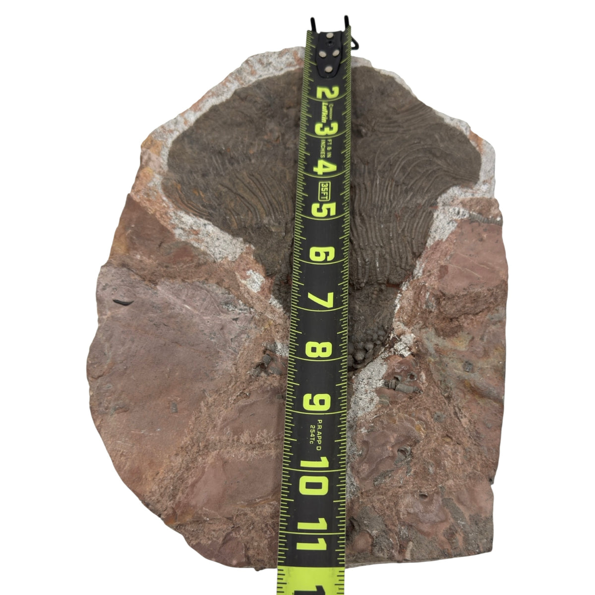Fossil Crinoid with Calyx