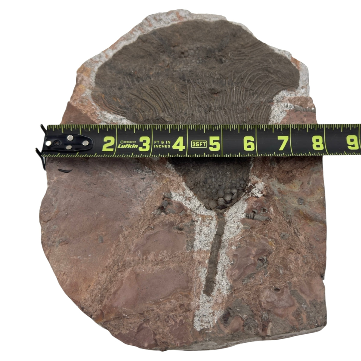 Fossil Crinoid with Calyx