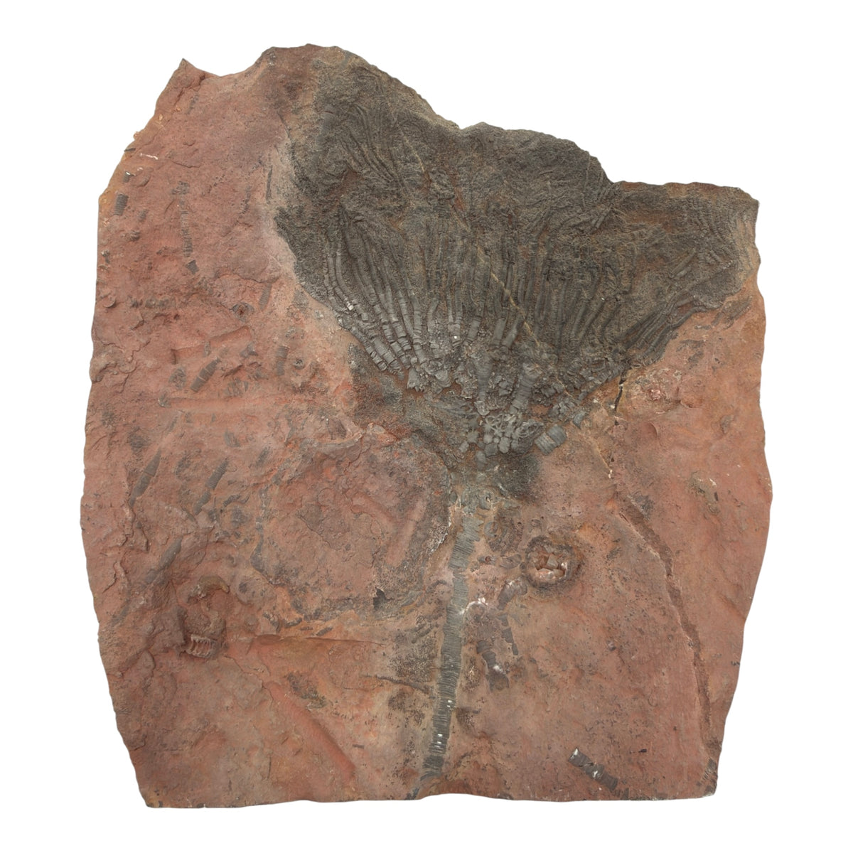 Fossil Crinoid with Calyx