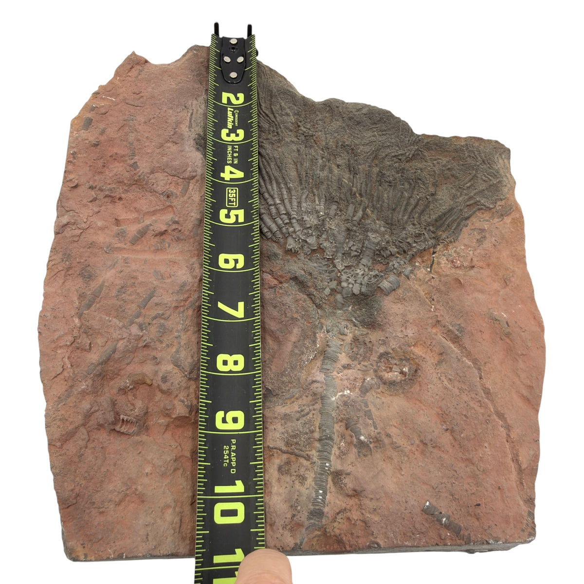 Fossil Crinoid with Calyx