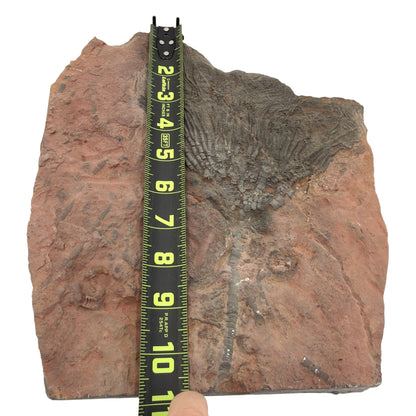 Fossil Crinoid with Calyx
