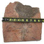 Fossil Crinoid with Calyx