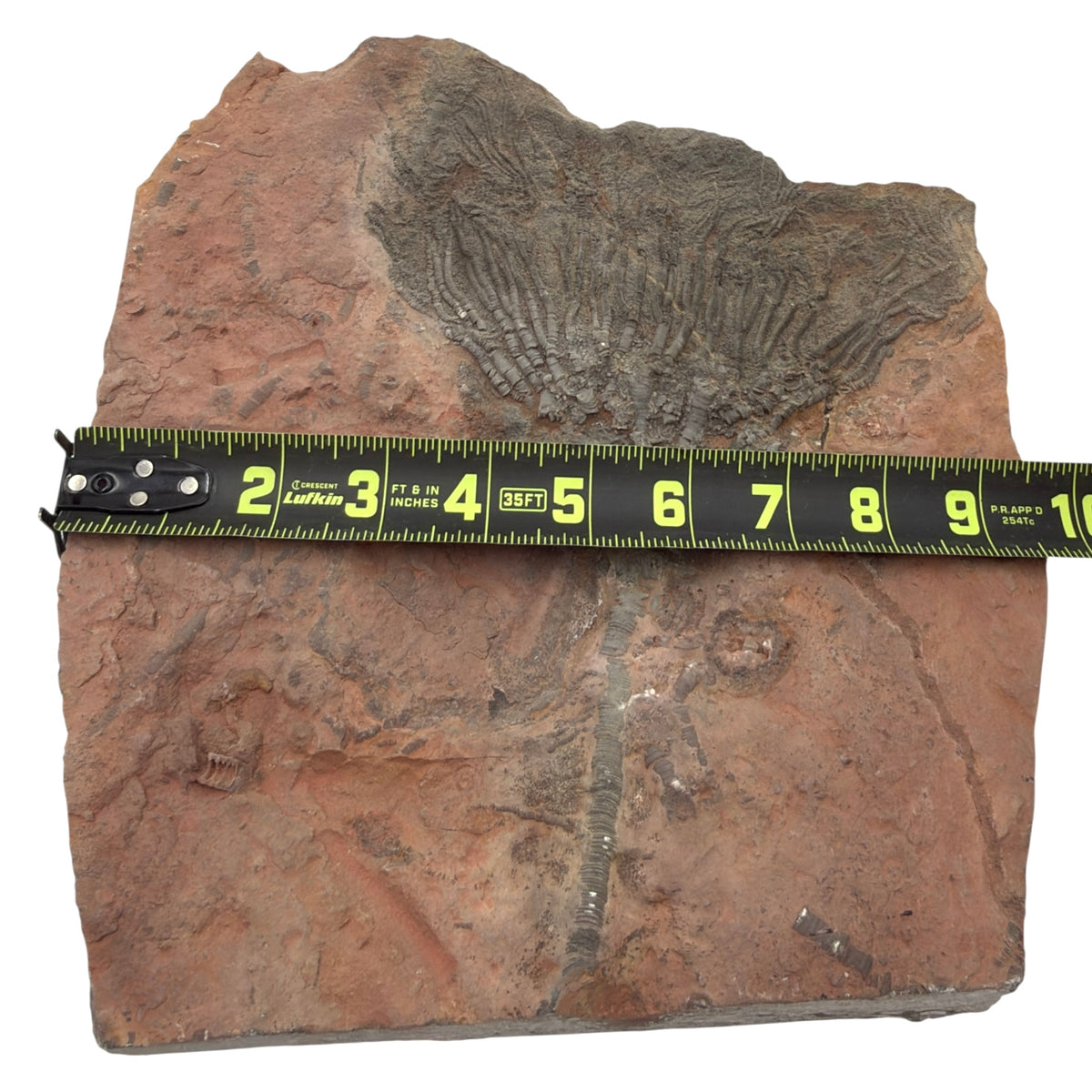 Fossil Crinoid with Calyx
