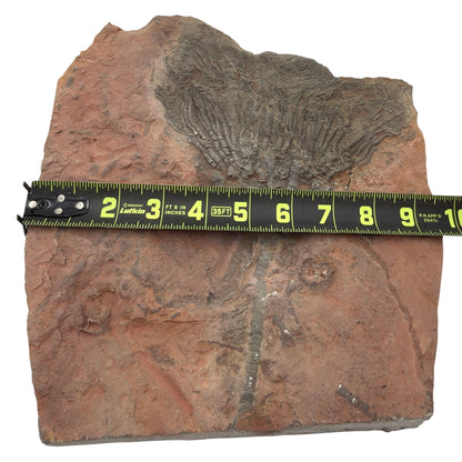 Fossil Crinoid with Calyx