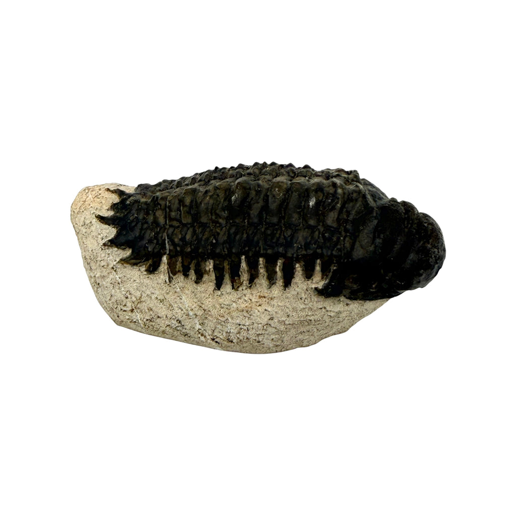 Crotacephalus gibbus Trilobite Fossil
