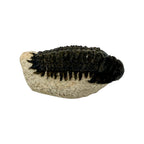 Crotacephalus gibbus Trilobite Fossil