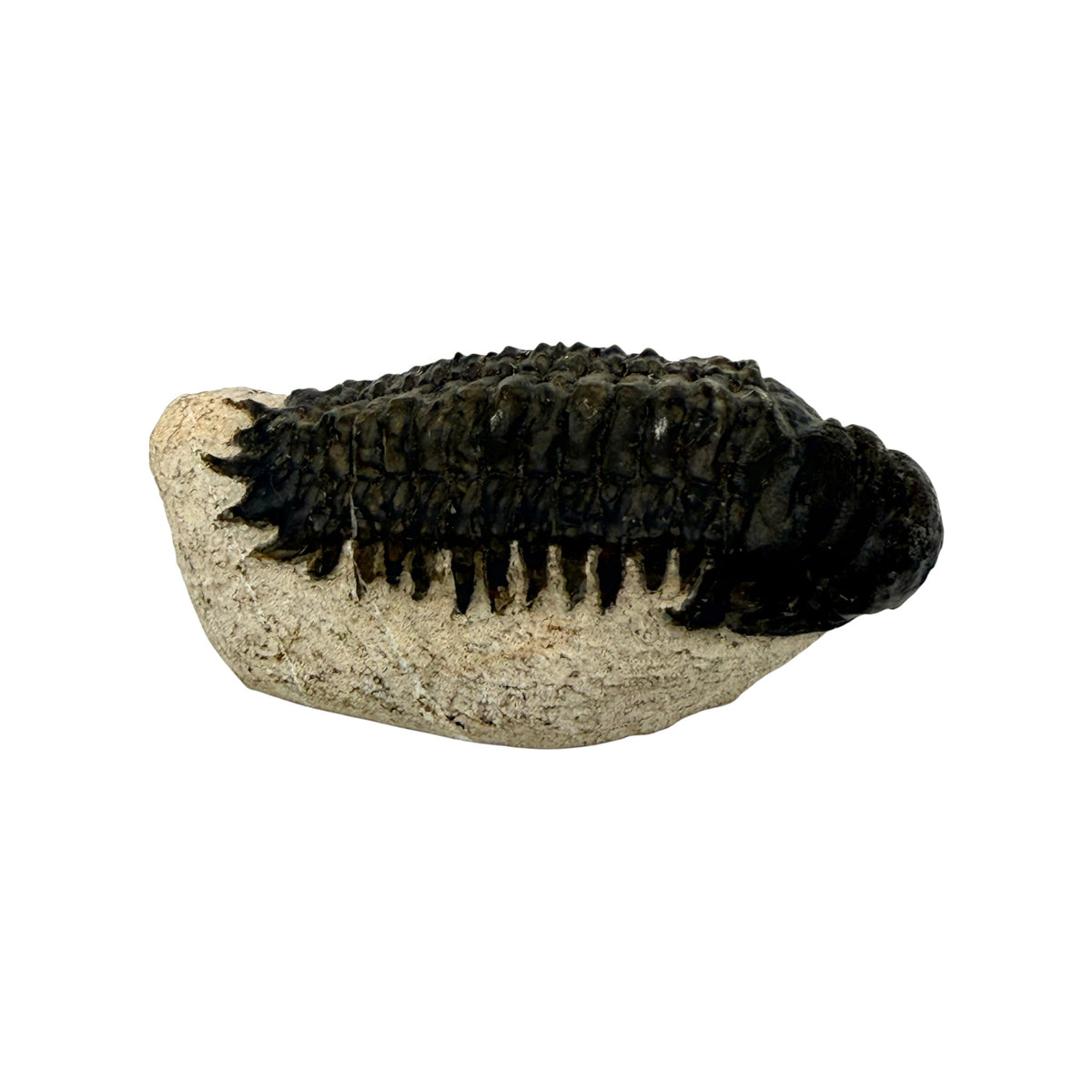 Crotacephalus gibbus Trilobite Fossil