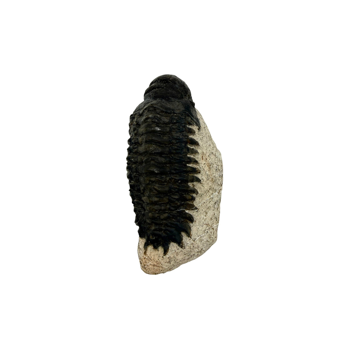 Crotacephalus gibbus Trilobite Fossil
