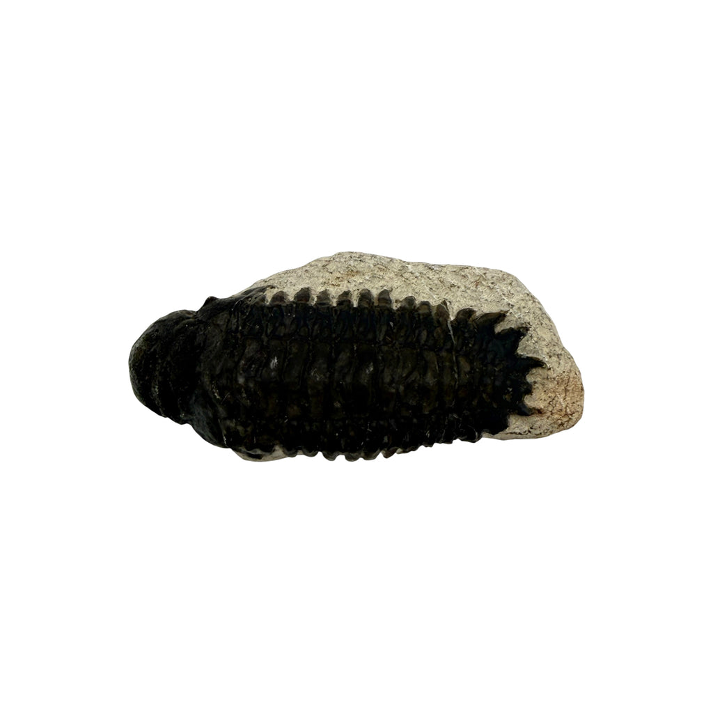 Crotacephalus gibbus Trilobite Fossil
