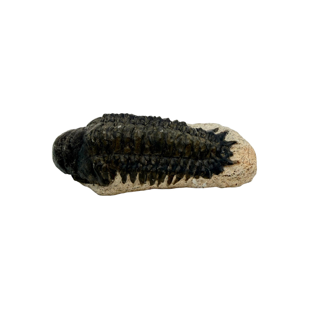 Crotacephalus gibbus Trilobite Fossil