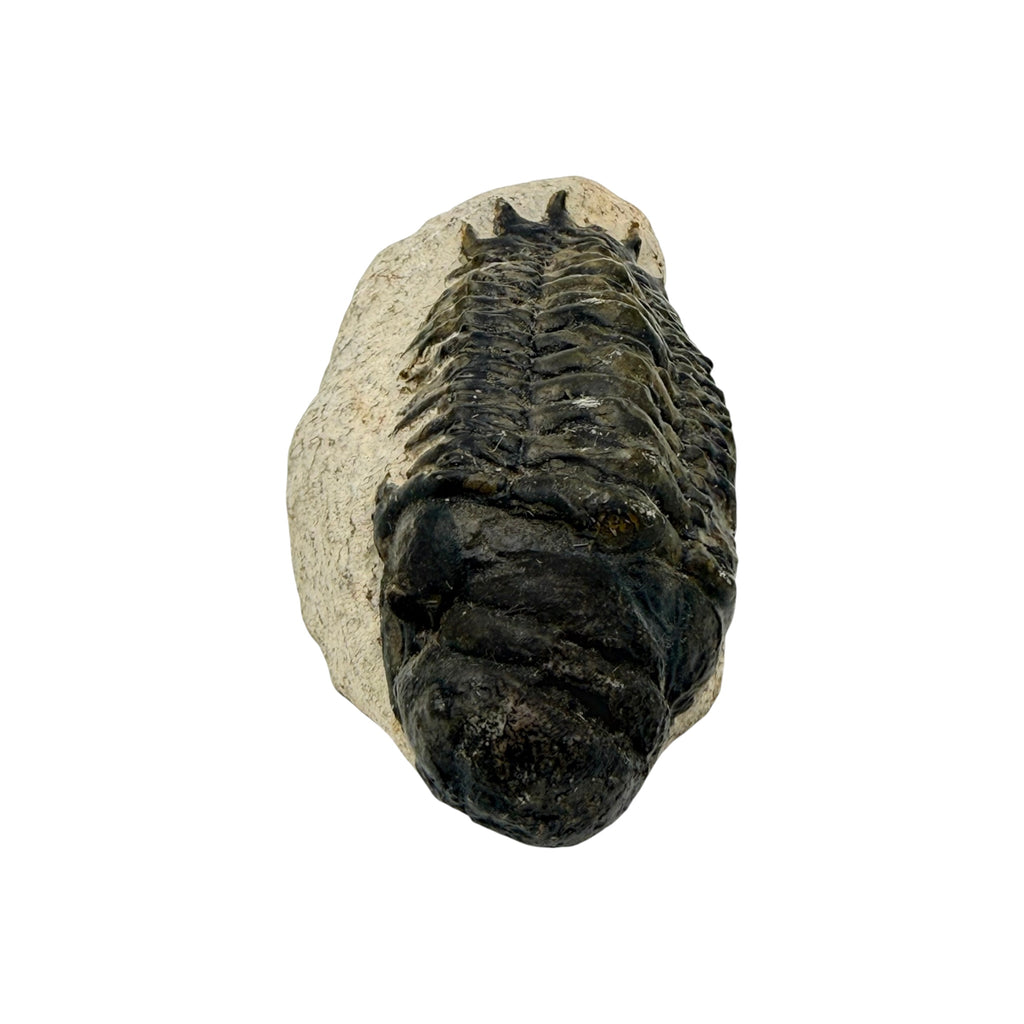 Crotacephalus gibbus Trilobite Fossil