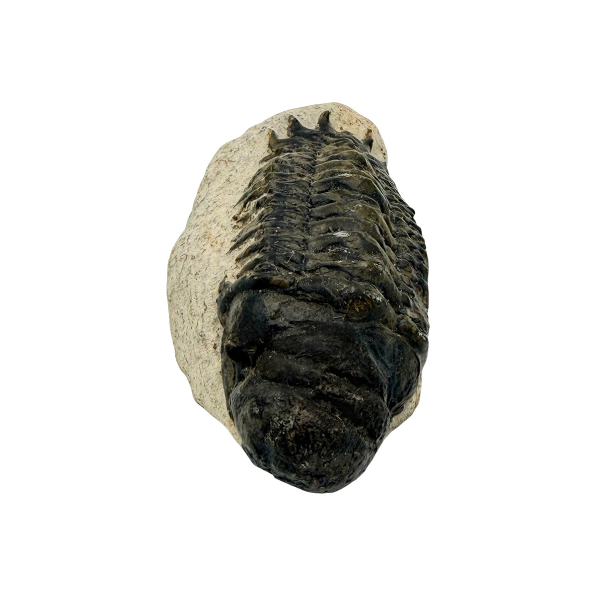 Crotacephalus gibbus Trilobite Fossil