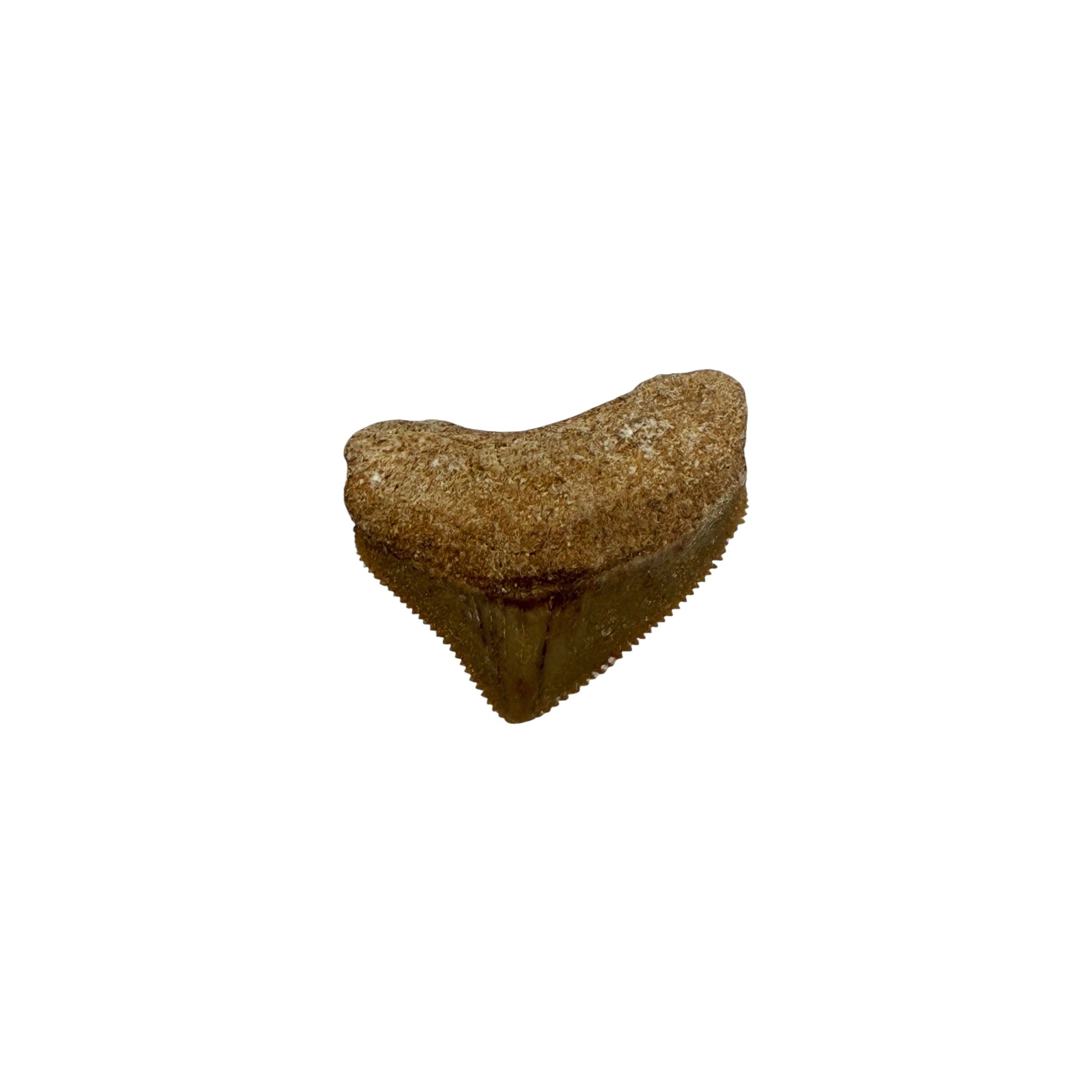 Fossil Shark Tooth (Squalicorax)