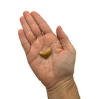 Fossil Shark Tooth (Squalicorax)