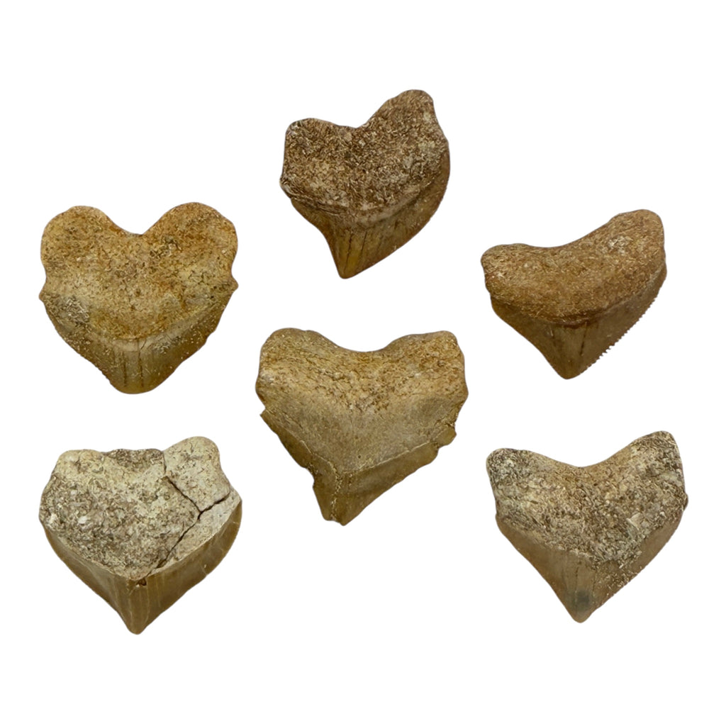 Fossil Shark Tooth (Squalicorax)