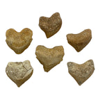 Fossil Shark Tooth (Squalicorax)