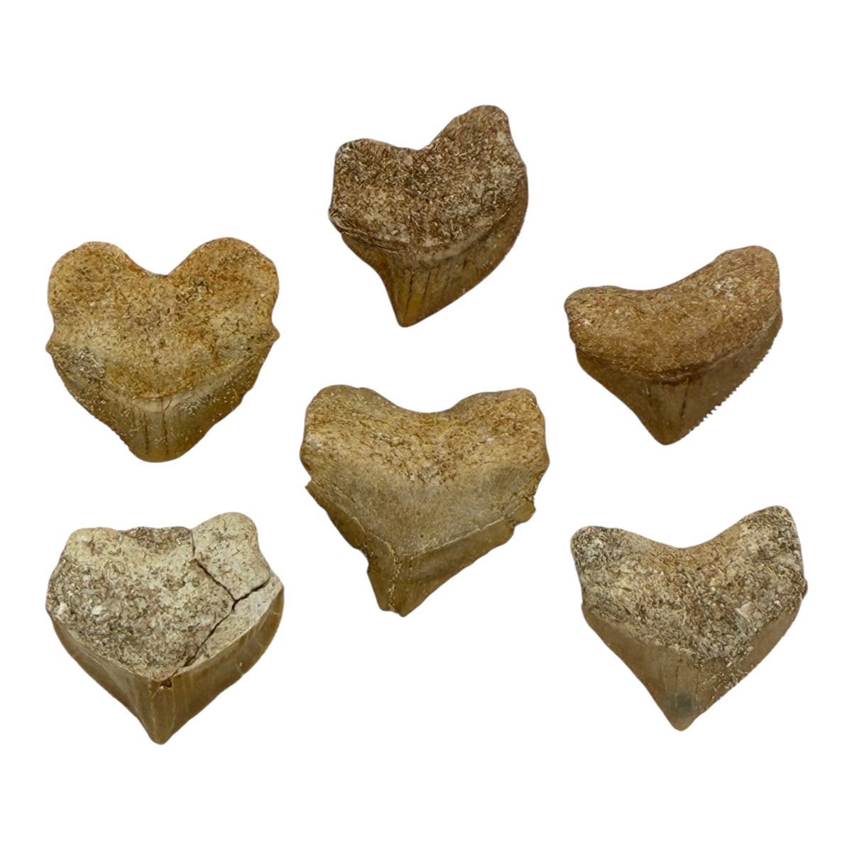 Fossil Shark Tooth (Squalicorax)