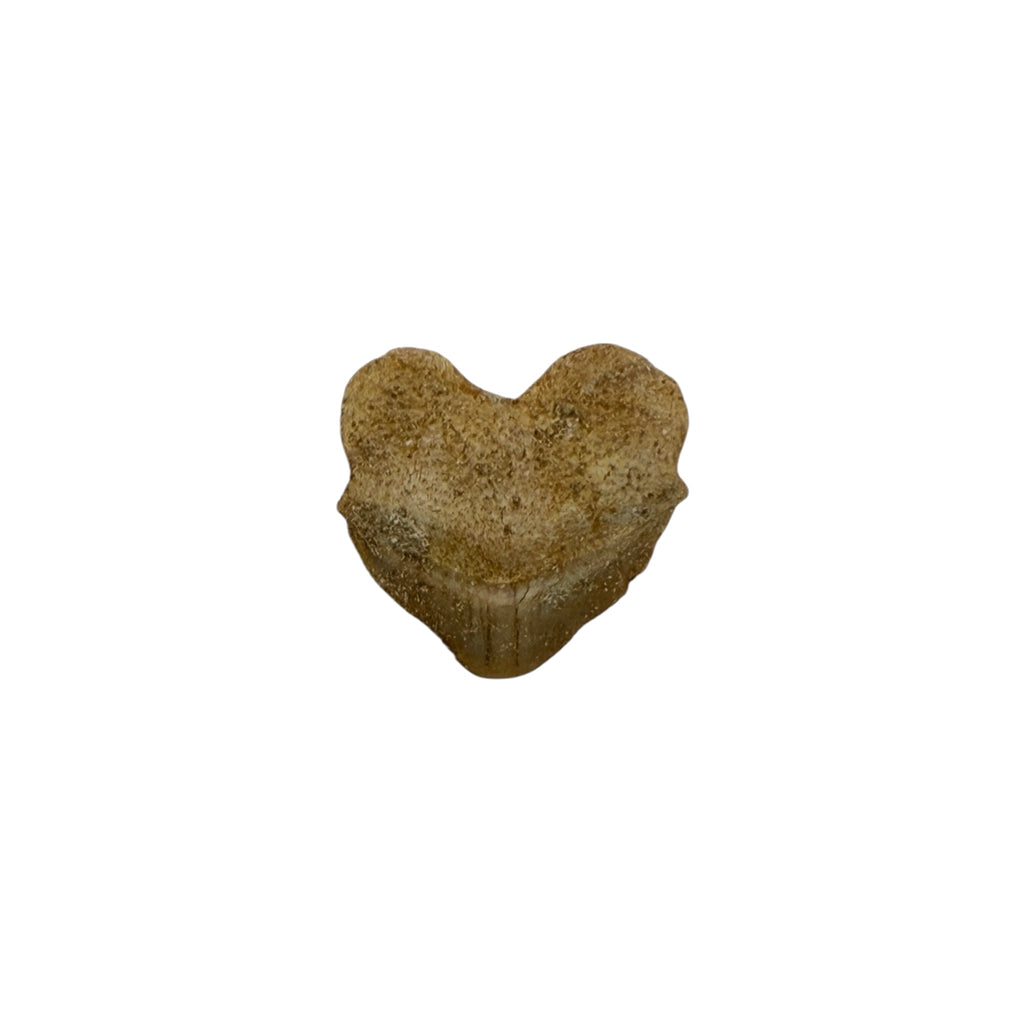 Fossil Shark Tooth (Squalicorax)