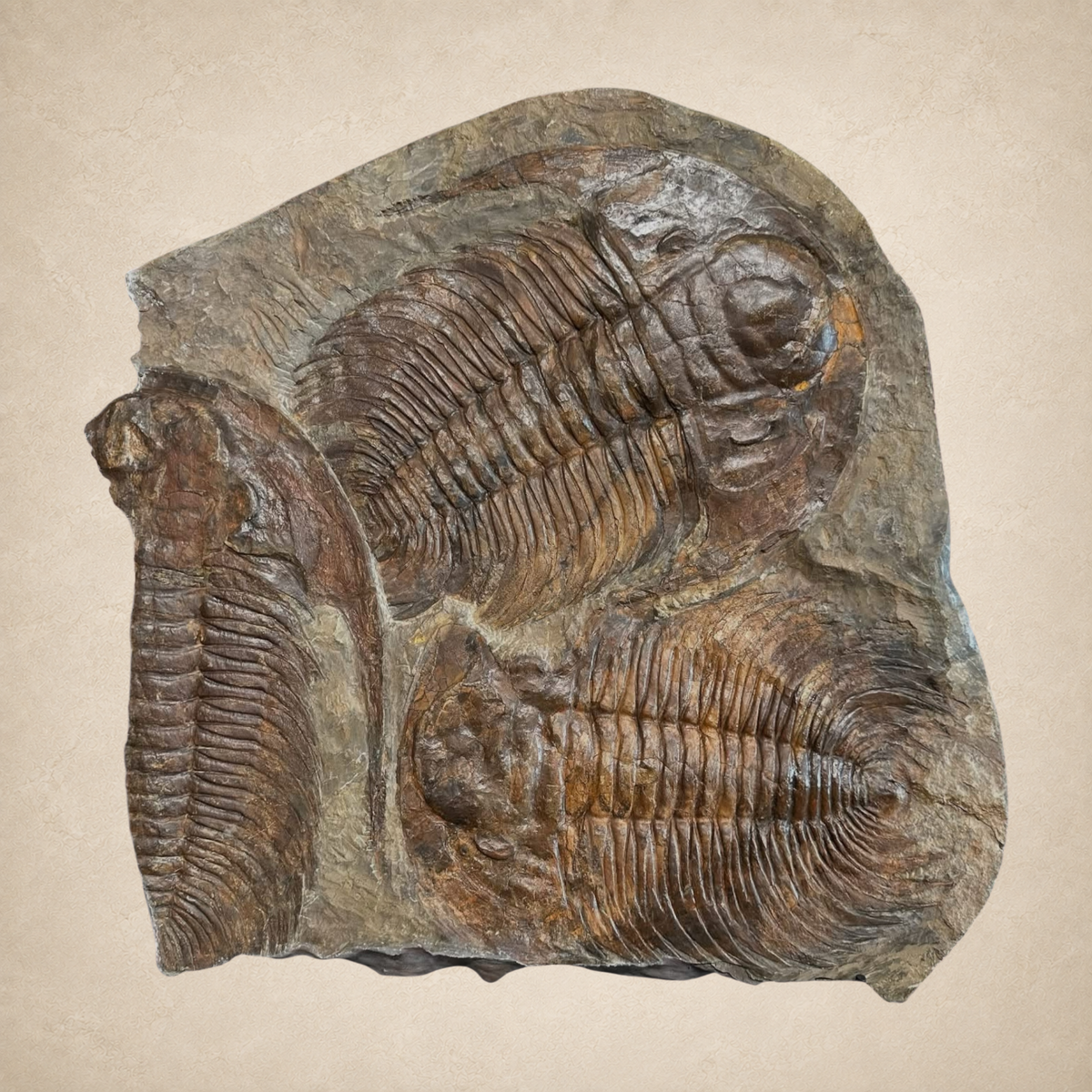 Tyrannostorus