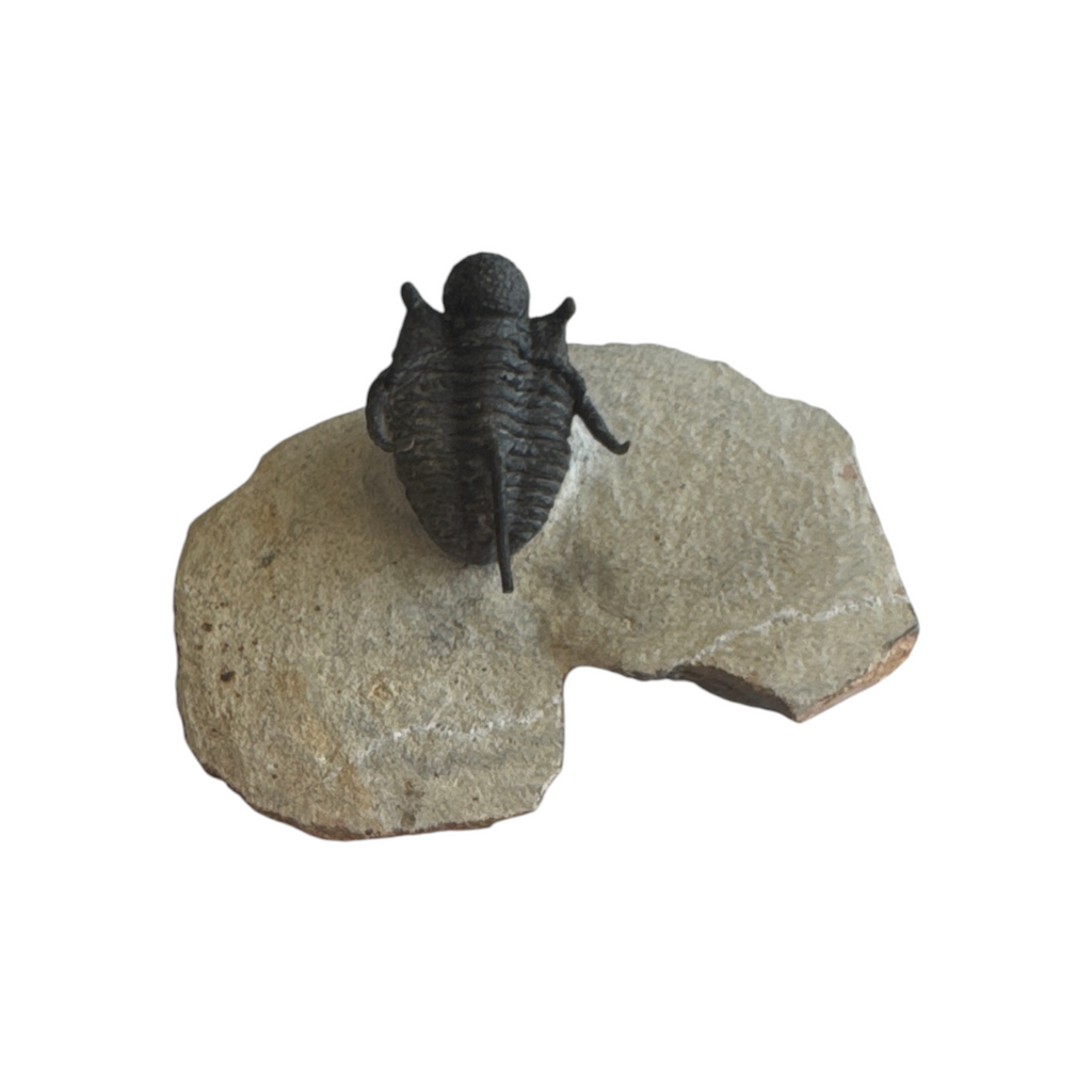 Cyphaspis Trilobite