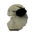 Cyphaspis Trilobite