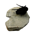 Cyphaspis Trilobite