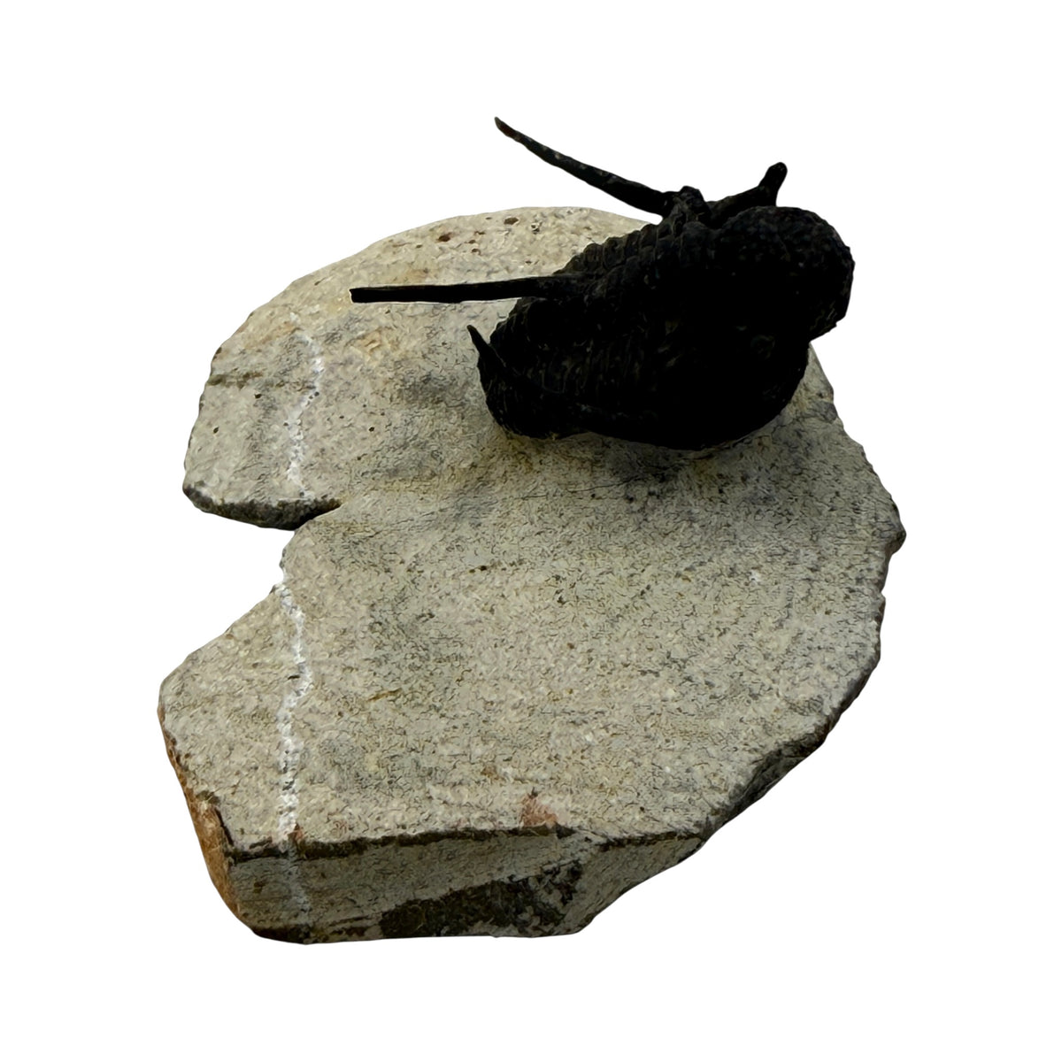 Cyphaspis Trilobite