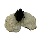Cyphaspis Trilobite