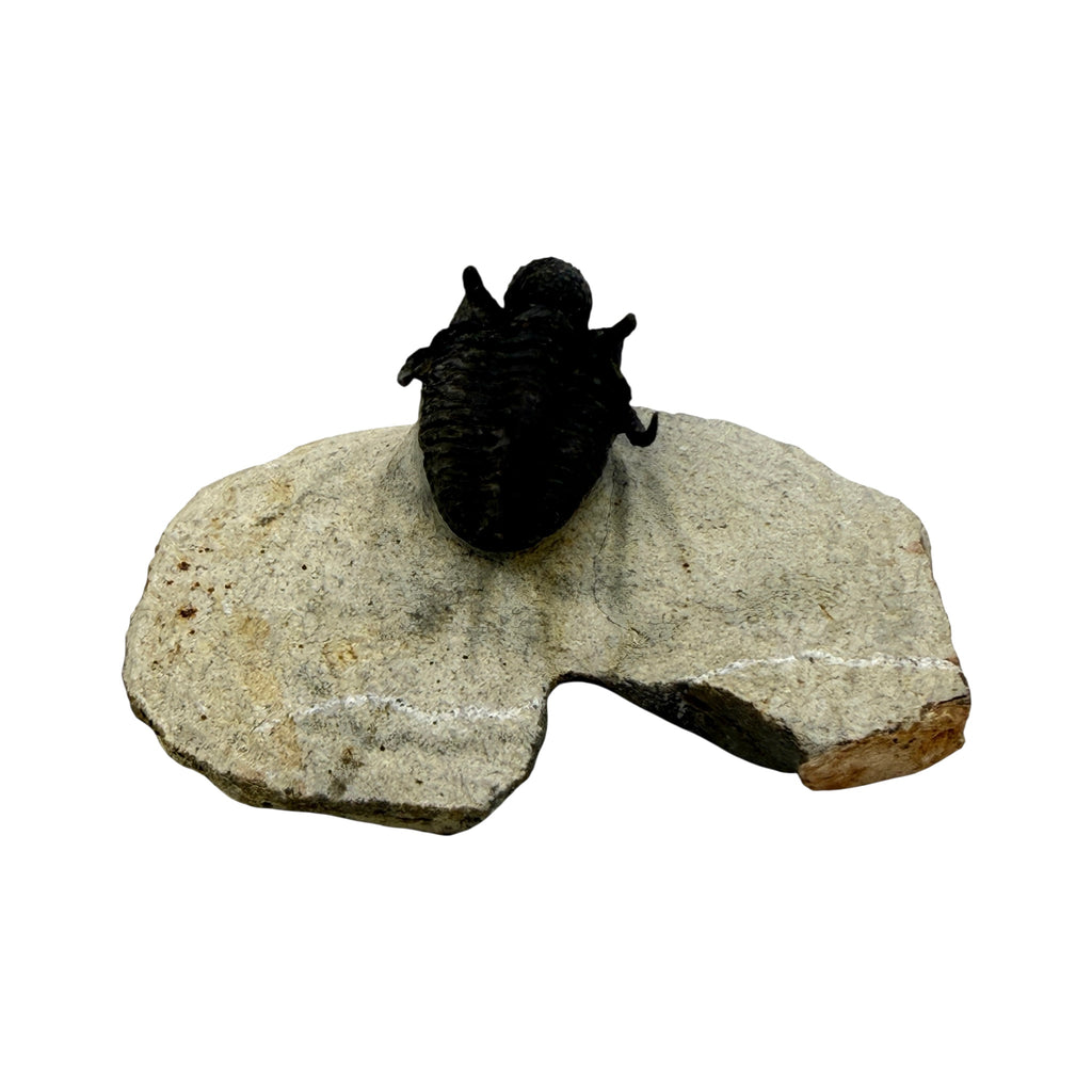 Cyphaspis Trilobite