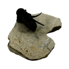 Cyphaspis Trilobite