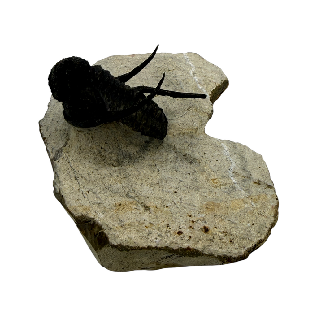Cyphaspis Trilobite
