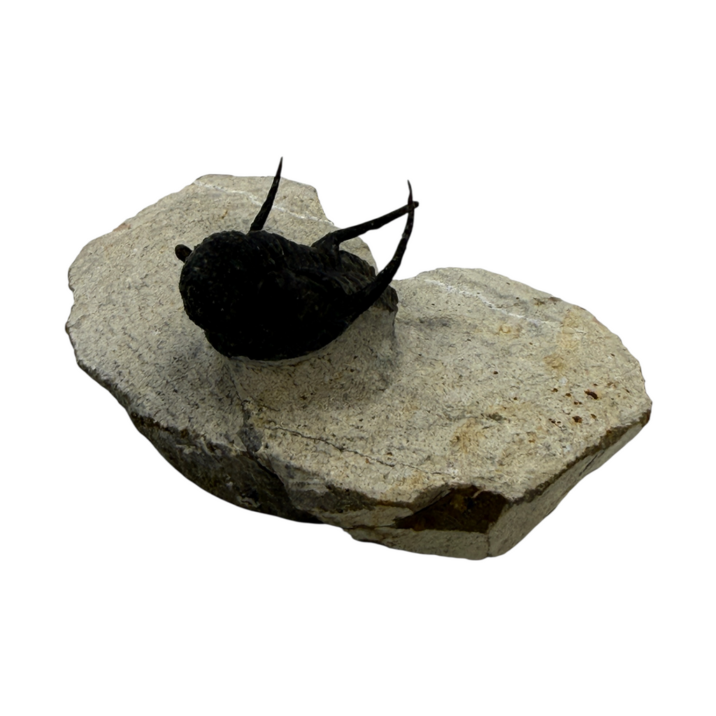 Cyphaspis Trilobite